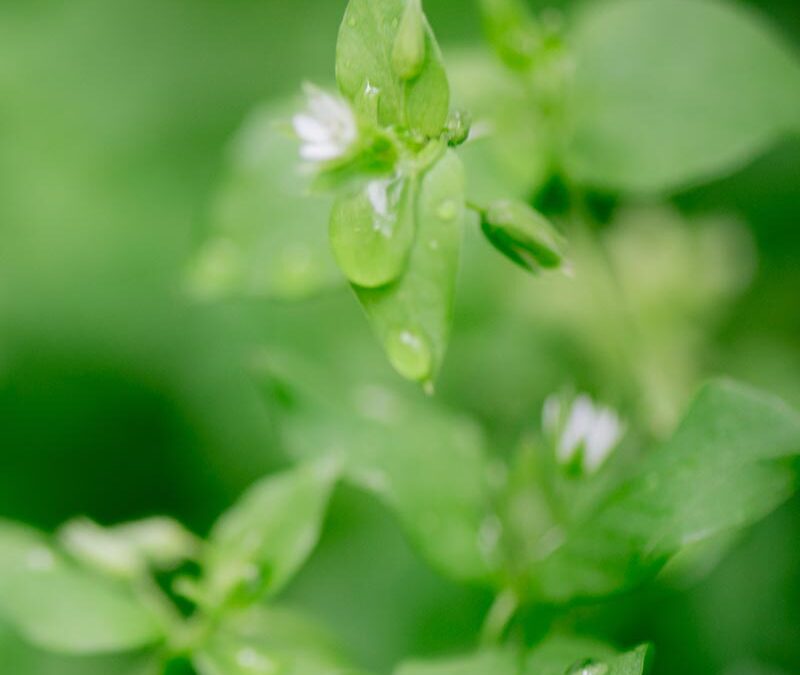 Les 5 étapes pour créer un site éco-responsable et durable